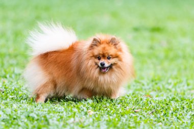 Pomeranian köpek ayakta bahçede yeşil çimenlerin üzerinde