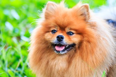 Pomeranian köpek yeşil çimenlerin üzerinde kapat
