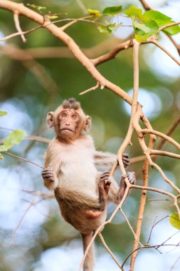 Küçük maymun (yengeç yiyen makak) Tayland ağaç üzerinde