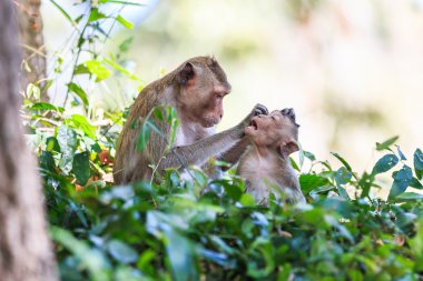 Maymun aile (yengeç yiyen makak) Tayland