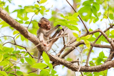 Küçük maymun (yengeç yiyen makak) Tayland ağaç üzerinde