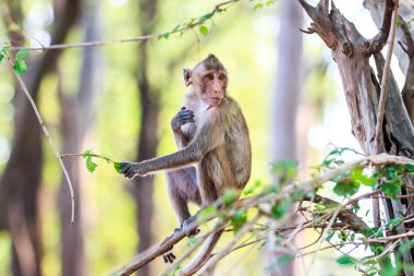Tayland ağaç yapraklarını yiyen maymun (yengeç yiyen makak)