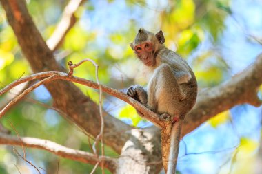 Maymun (yengeç yiyen makak) Tayland ağaç üzerinde