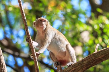 Maymun (yengeç yiyen makak) Tayland ağaç üzerinde