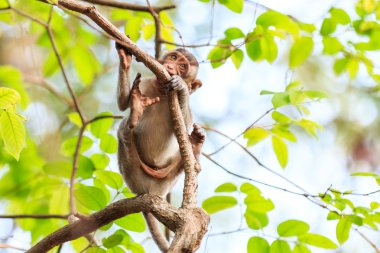 Küçük maymun (yengeç yiyen makak) Tayland ağaç üzerinde