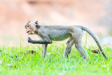 Maymun (yengeç yiyen makak) Tayland yeşil çimenlerin üzerinde