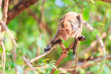 Maymun (yengeç yiyen makak) Tayland ağaç üzerinde