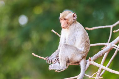 Maymun (yengeç yiyen makak) Tayland ağaç üzerinde
