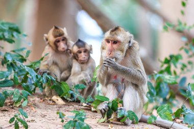 Maymun aile (yengeç yiyen makak) Tayland