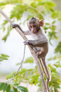 Küçük maymun (yengeç yiyen makak) Tayland ağaç üzerinde