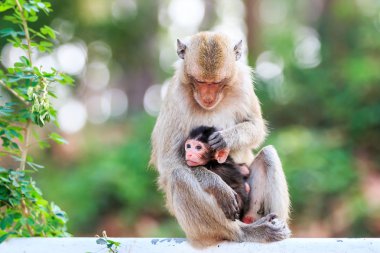 Maymun aile (yengeç yiyen makak) Tayland