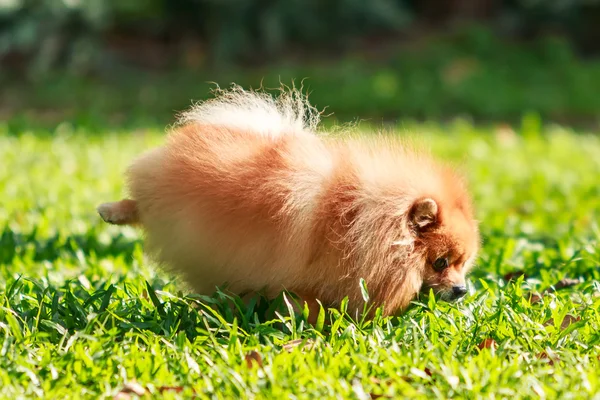 Pomeranian dog peeing on green grass in the garden — Stock Photo, Image