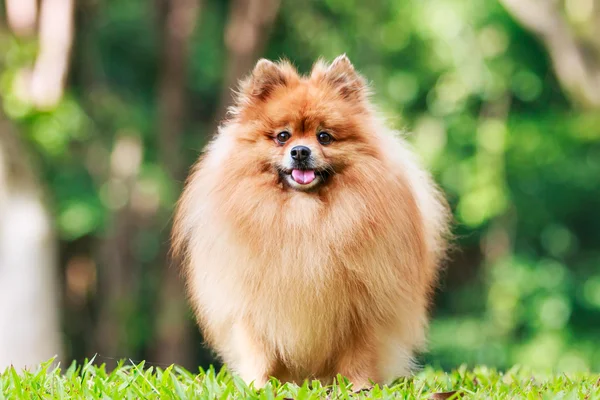 Pomeranian dog standing on green grass in the garden — Stock Photo, Image