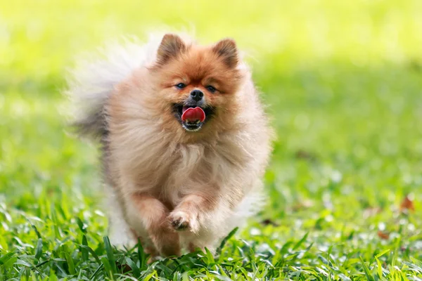 Pomeranian köpek bahçede yeşil çimenlerin üzerinde çalışan