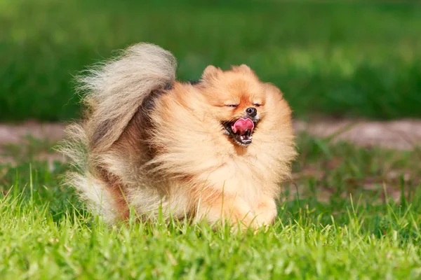 Cão da Pomerânia correndo na grama verde no jardim — Fotografia de Stock