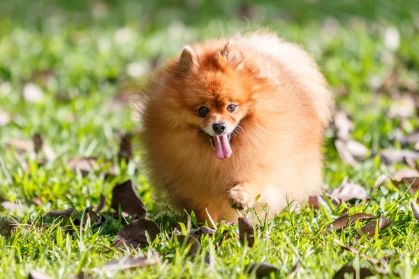 Pomeranian dog walking on green grass in the garden — Stock Photo, Image