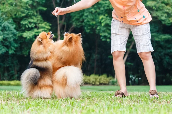 Pomeranian köpek almak a muamele etmek--dan Ah için arka ayakları üzerinde duran