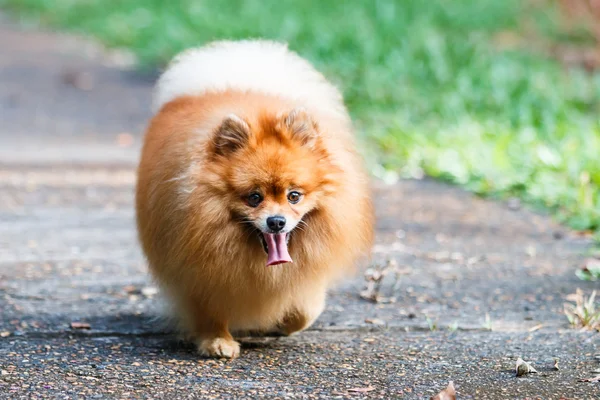 Perro Pomerania paseando por el camino en el jardín — Foto de Stock