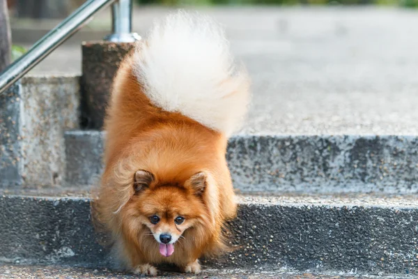 Pomerania perro caminando por las escaleras en el jardín — Foto de Stock