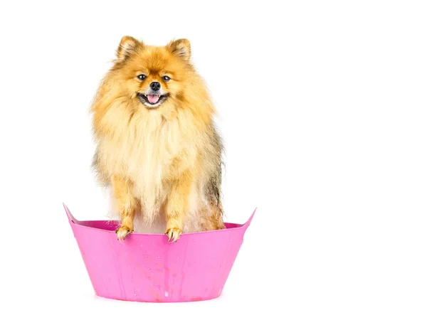 Pomeranian köpek hazırlamak pembe küvette banyo ayakta almak için