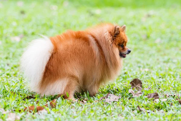 Pomeranian dog defecating on green grass in the garden — Stock Photo, Image