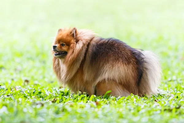 Pommerscher Hund verrichtet Kot auf grünem Gras im Garten — Stockfoto
