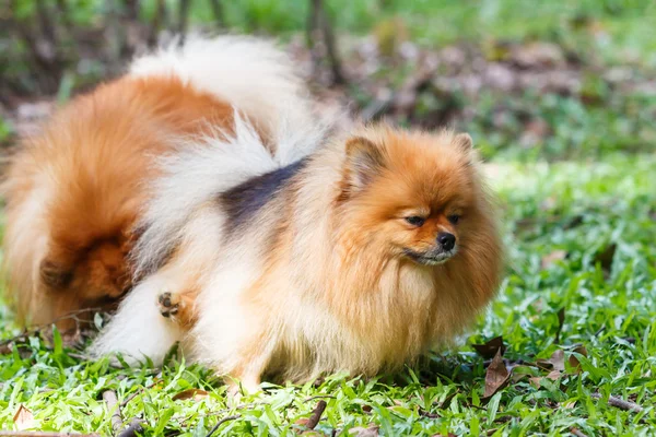 Pomeranian dog peeing on green grass in the garden