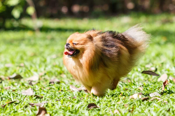 Pomerania perro corriendo en verde hierba en el jardín — Foto de Stock