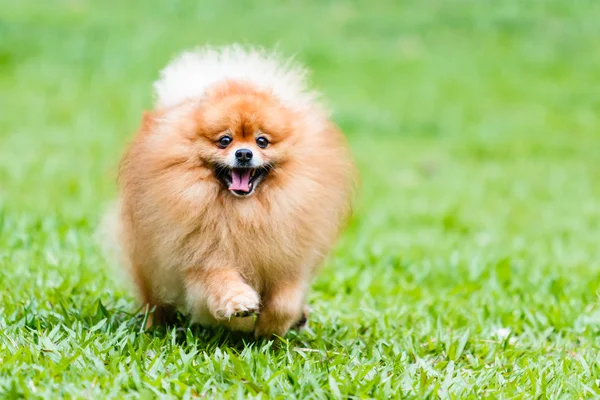 Pomeranian dog running on green grass in the garden — Stock Photo, Image
