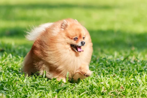 Pomerania perro corriendo en verde hierba en el jardín — Foto de Stock