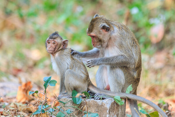 Семья обезьян (крабоедный макак) отдыхает в Таиланде
