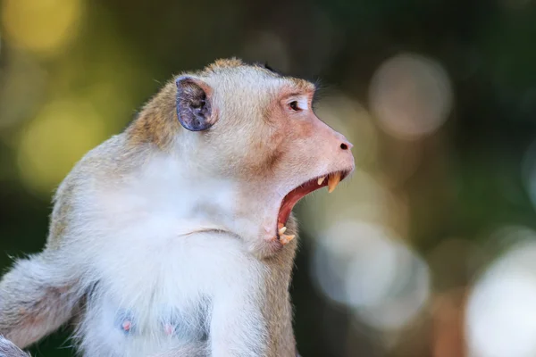 태국에서 원숭이 (게 먹는 원숭이)의 클로즈업 — 스톡 사진