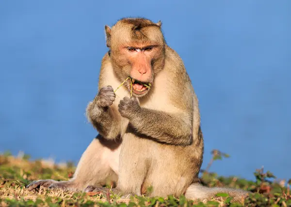 Thailan에서 식물의 묘 목 류를 먹는 원숭이 (게 먹는 원숭이) — 스톡 사진