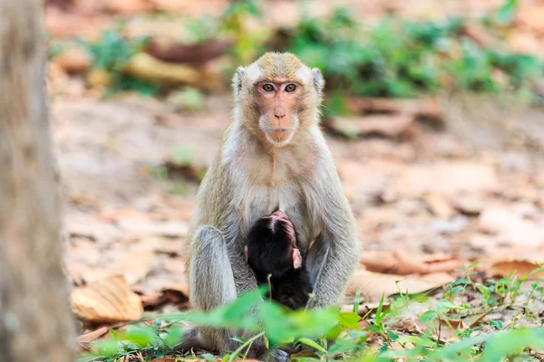 Singe (macaque mangeur de crabe) allaitement bébé en Thaïlande — Photo