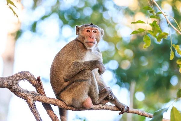 Singe (macaque mangeur de crabe) sur l'arbre en Thaïlande — Photo