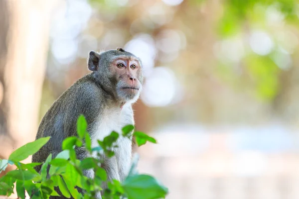 Monkey (Crab-eating macaque) в Таиланде — стоковое фото