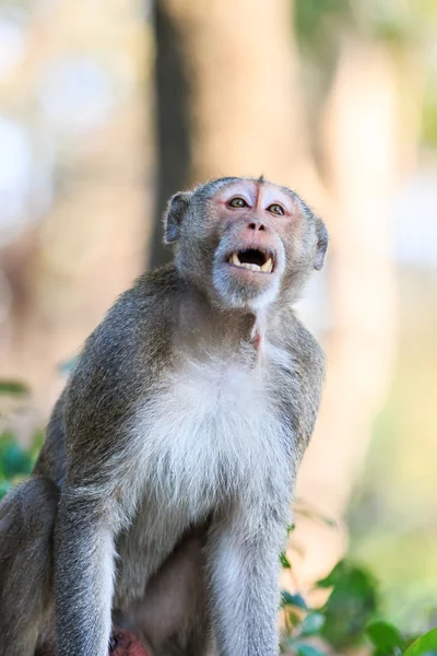 Singe (macaque mangeur de crabe) en Thaïlande — Photo