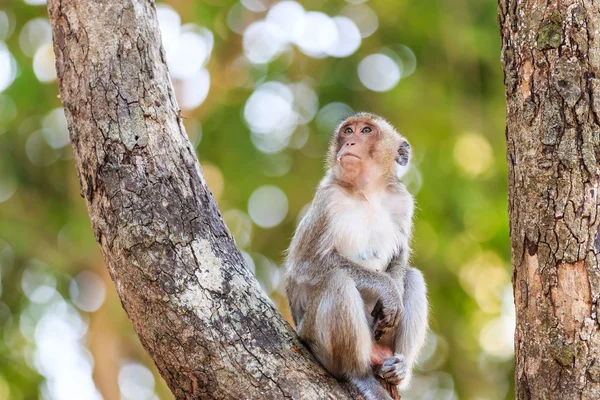 Singe (macaque mangeur de crabe) sur l'arbre en Thaïlande — Photo