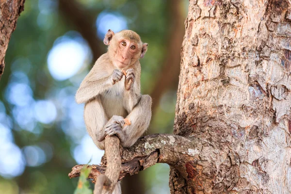 Обезьяна (поедающая макаку) на дереве в Таиланде — стоковое фото