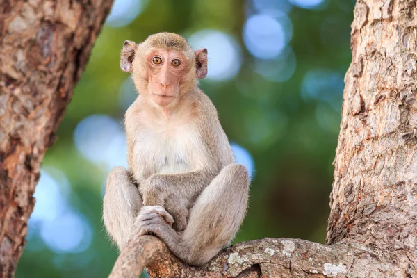 태국에서 나무에 원숭이 (게 먹는 원숭이) — 스톡 사진