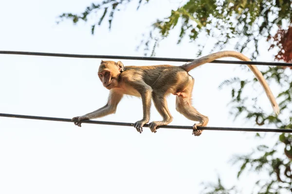 Singe (macaque mangeur de crabe) sur le câble d'alimentation en Thaïlande — Photo