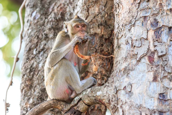 Обезьяна, питающаяся макакой, ест фрукты на дереве в Таиланде — стоковое фото