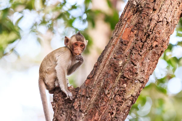 Маленькая обезьянка на дереве в Таиланде — стоковое фото