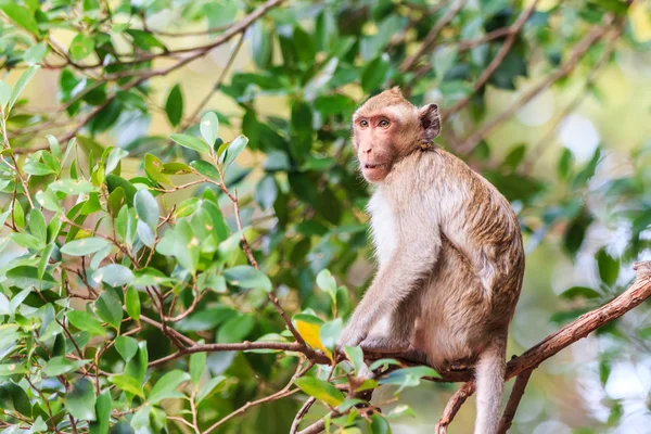 Singe (macaque mangeur de crabe) sur l'arbre en Thaïlande — Photo