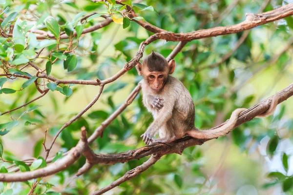 Petit Singe (macaque mangeur de crabe) sur l'arbre en Thaïlande — Photo