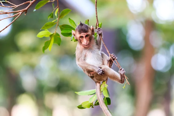 Petit Singe (macaque mangeur de crabe) sur l'arbre en Thaïlande — Photo