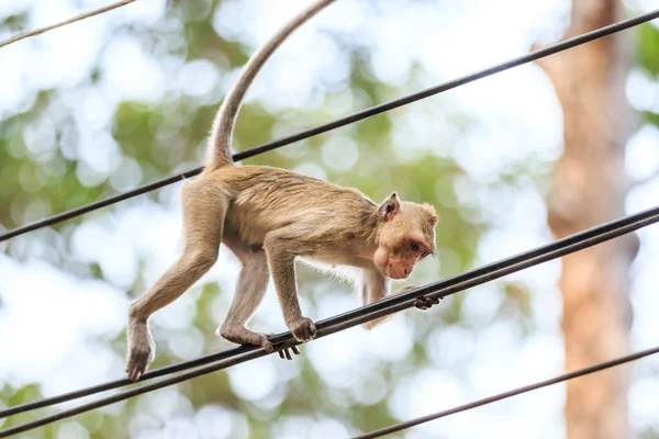 Affe (Krabbenfressende Makaken) klettert auf Stromkabel in Thailand — Stockfoto