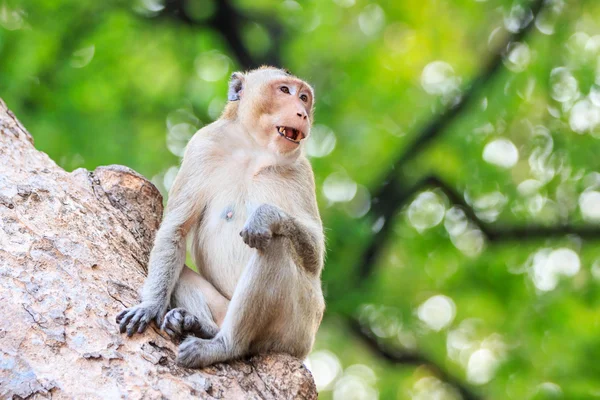 태국에서 나무에 원숭이 (게 먹는 원숭이) — 스톡 사진