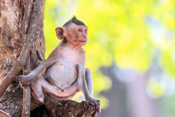 Petit Singe (macaque mangeur de crabe) sur l'arbre en Thaïlande — Photo