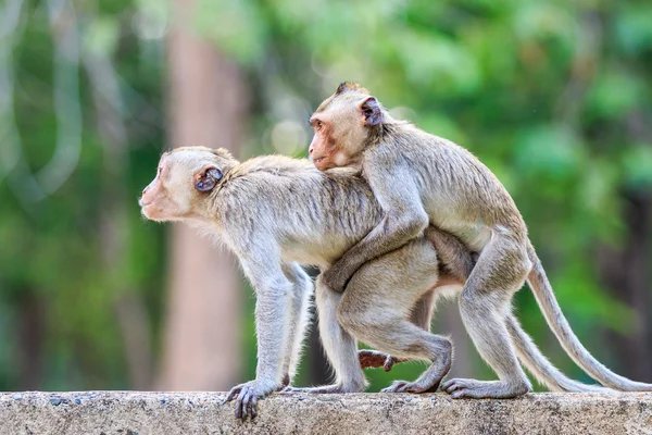 Monkey mating Stock Photos, Royalty Free Monkey mating Images | Depositphotos Monkey mating Stock Photos, Royalty Free Monkey mating Images | Depositphotos